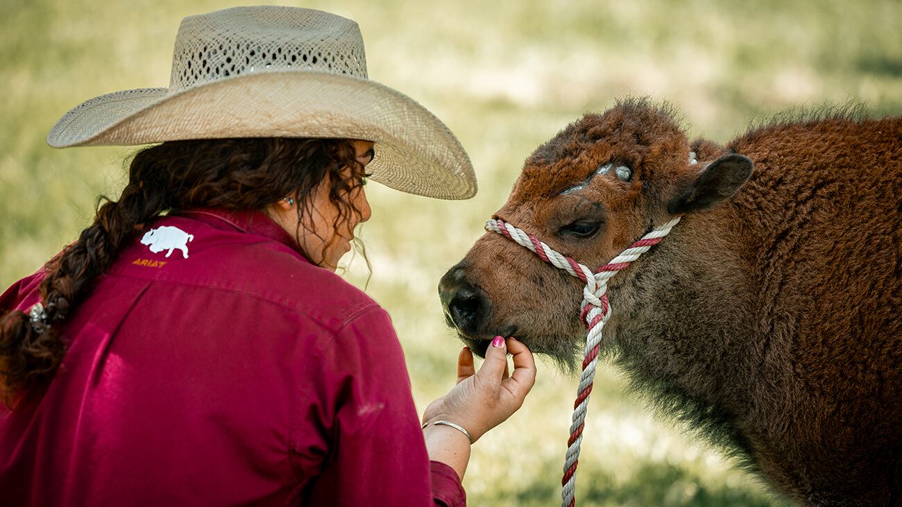 Buffalo calf nicknamed 'Doc' training to be new WTAMU live mascot - Vimarsana News
