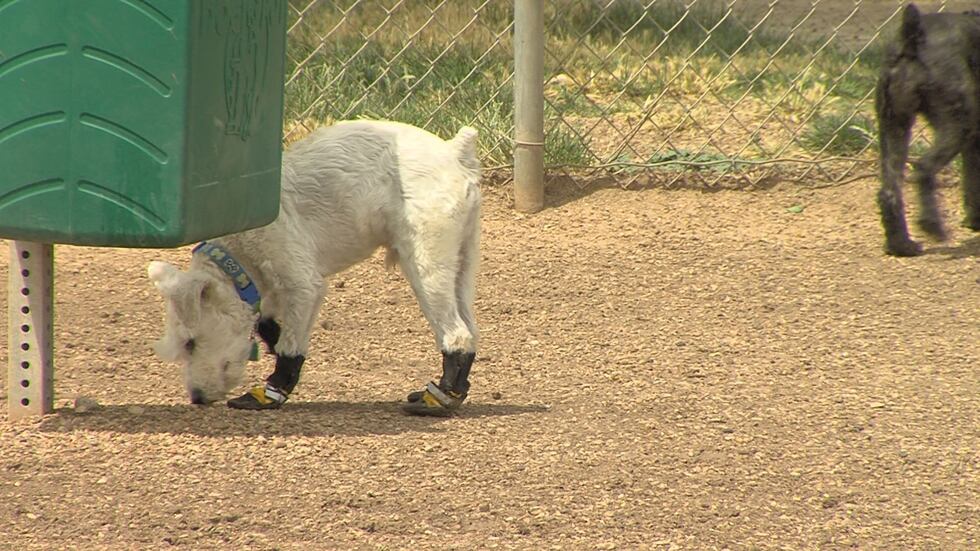 Local veterinarians urge pet owners to be aware of dog parks because dog diseases tend to...