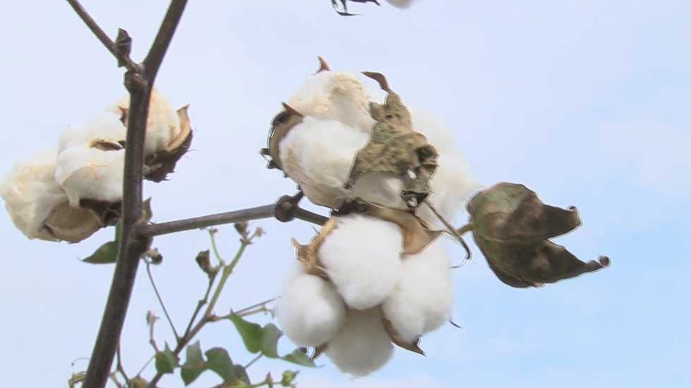 Memphis economy relies on cotton, new small businesses (Source: KFDA)