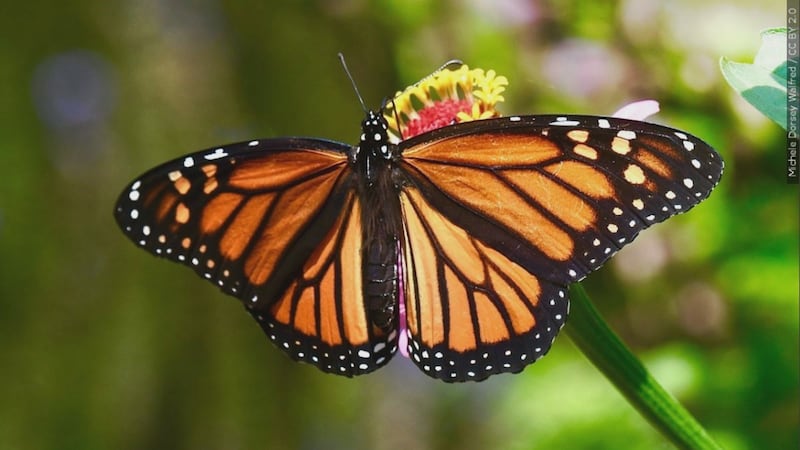 The Amarillo Botanical Gardens is hosting A Day with the Butterflies on Sep. 9.